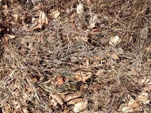 A family of ribbon snakes thought it was spring