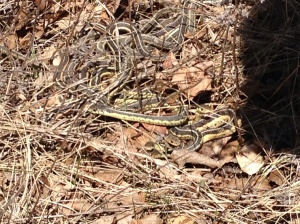or are these garter snakes?